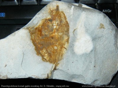 korzen gabki morskiej1.JPG