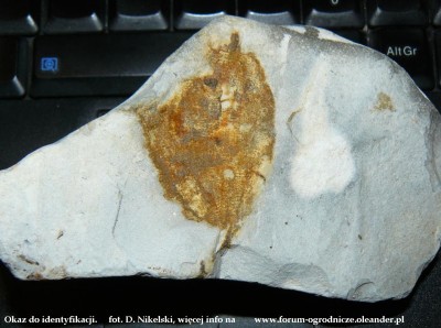 do identyfikacji.JPG