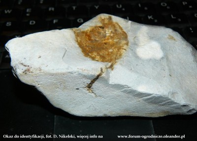 do identyfikacji1.JPG