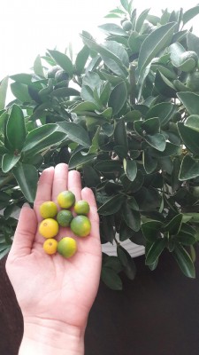 20161220_094033.jpeg.jpg
