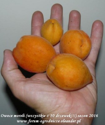 owoce moreli 2016.JPG