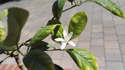 IMG_20170628_122834.jpg