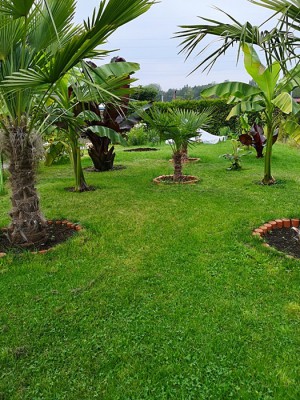 Bananowce i inne rośliny 004.jpg