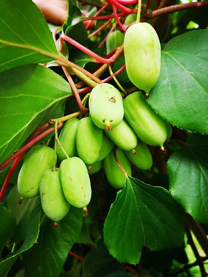 Hibiskus i milin 003.jpg