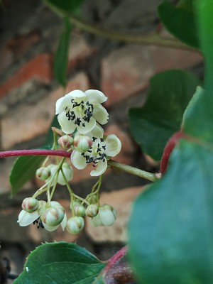 Kaktusy i aktinidia 034.jpg