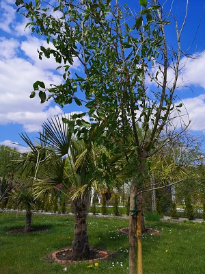 Granatowiec w gruncie 001.jpg