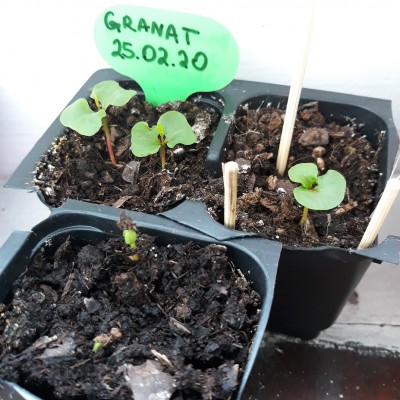 granat.jpg