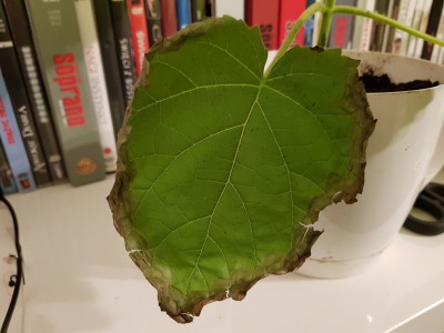 paulownia.jpg