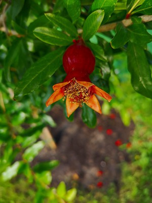 Granat 003.jpg