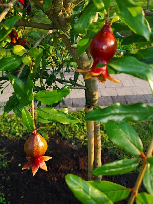 Hibiskus, granat, milin 005.jpg