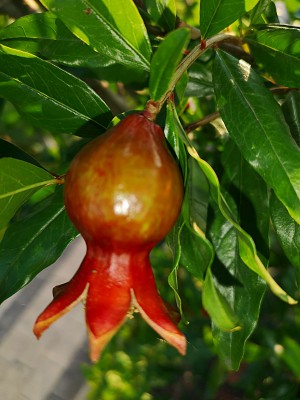 Hibiskus, granat, milin 006.jpg