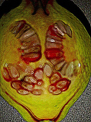 Owoce granatowca 007.jpg