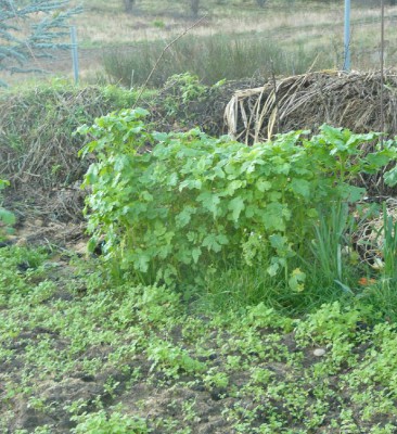 rosliny na komposcie.JPG