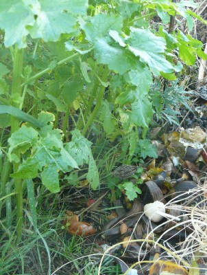 rosliny na komposcie 1.JPG