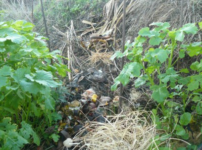 rosliny na komposcie 3.JPG