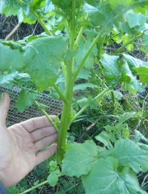 rosliny na komposcie 4.JPG