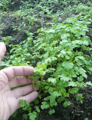 rosliny na komposcie 5.JPG