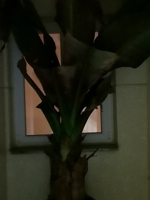 Ensete Ventricosum Maurelli 009.jpg