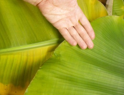 bananowiec11.JPG