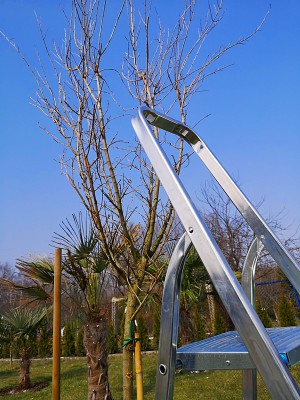 Granatowiec właściwy 004.jpg