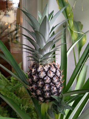 Ananas1.jpg