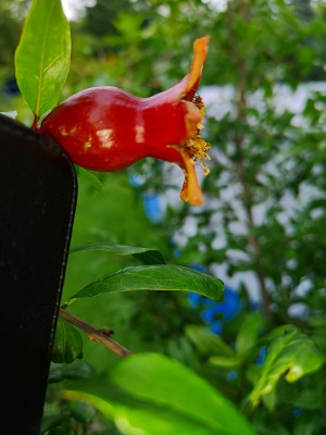 IMG_20210722_141058.jpg