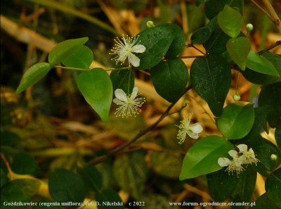 uniflora1.JPG