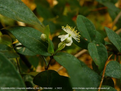 uniflora2.JPG