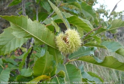 kasztan jadalny maron.JPG