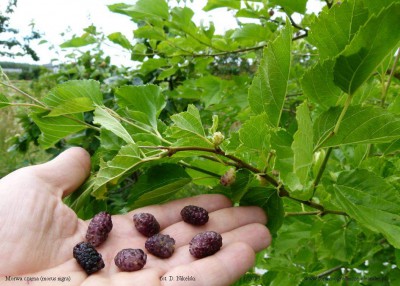 morwa czarna owoce.JPG