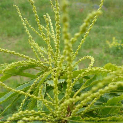 kasztan jadalny kwiatostan.JPG