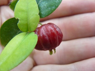 eugenia1.jpg
