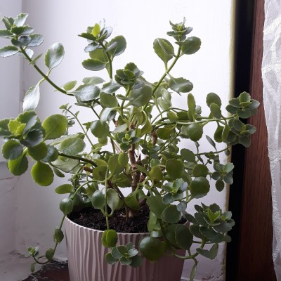 kalanchoe duze — kopia.jpg
