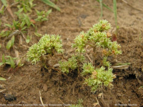 dziko rosnące rośliny.JPG