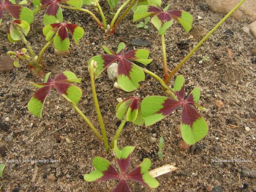 kwiaty mojej Żony.JPG