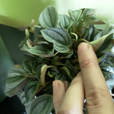 peperomia.jpg