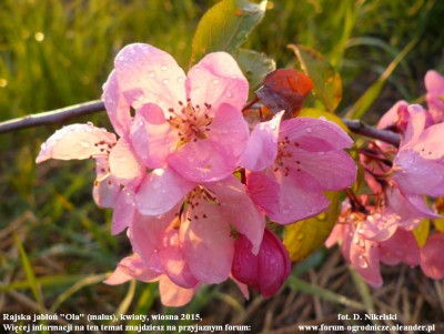 rajska jabłoń kwiaty.JPG