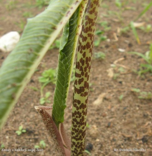 kwiaty mojej Żony1.JPG