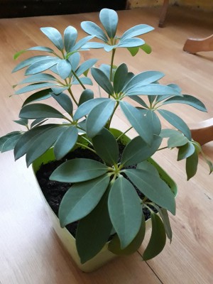 20200301_122643 — kopia.jpg