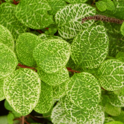 aureoreticulata.jpg